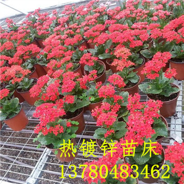 <a href='/' target='_blank'><a href='http://m.dafeci.cn/miaochuangsheshi/203.html'target='_blank'>花架網(wǎng)</a></a>
