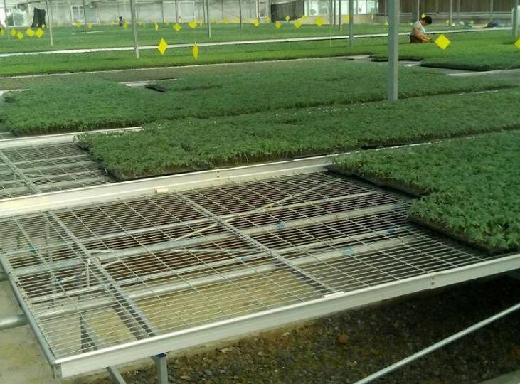 <a href='http://m.dafeci.cn/miaochuangsheshi/199.html'target='_blank'><a href='http://m.dafeci.cn/miaochuangsheshi/199.html'target='_blank'><a href='http://m.dafeci.cn/miaochuangsheshi/199.html'target='_blank'>育苗床</a></a></a>.jpg